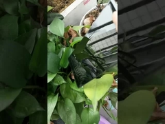 Vernice in polvere nera super lucida